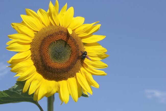 sunflower_blue