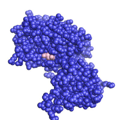PTEN protein