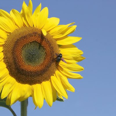 sunflower_blue