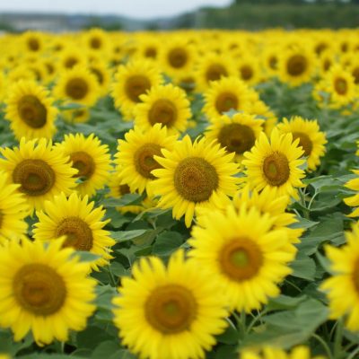 sunflower field